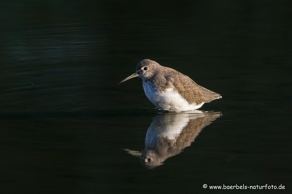 Waldwasserläufer