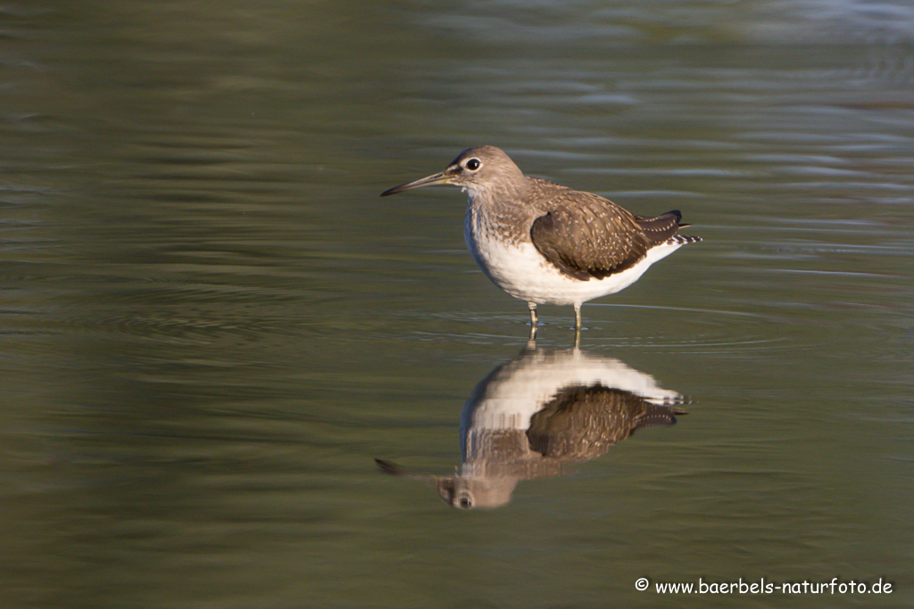 Waldwasserläufer