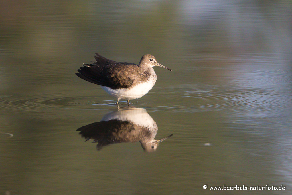 Waldwasserläufer