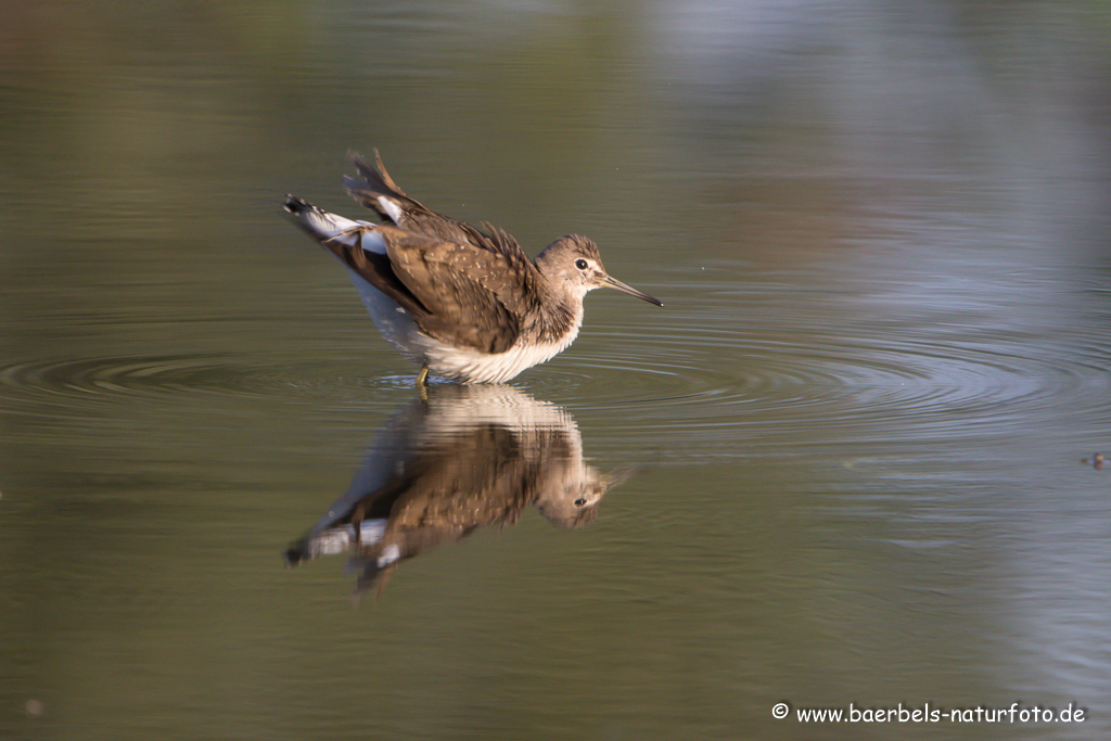 Waldwasserläufer