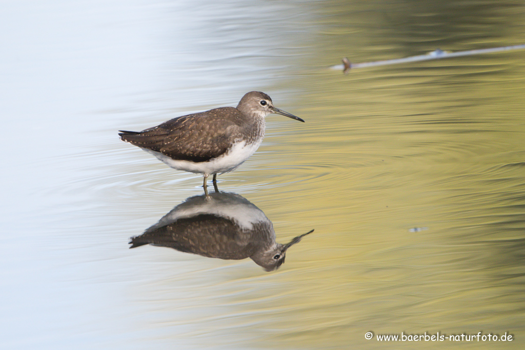 Waldwasserläufer