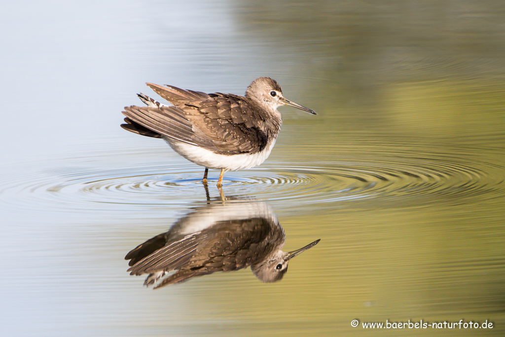 Waldwasserläufer