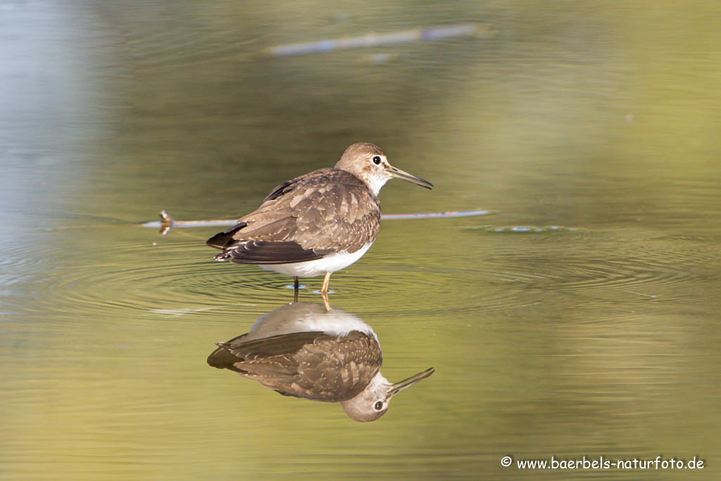 Waldwasserläufer