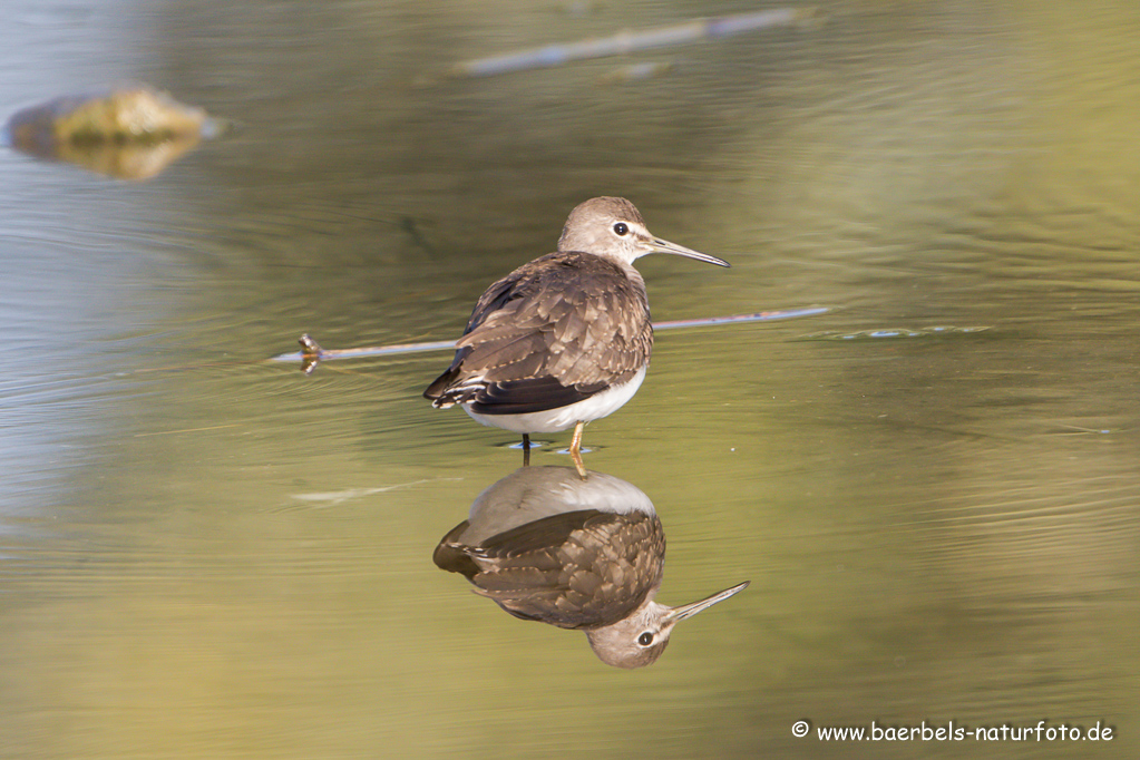 Waldwasserläufer