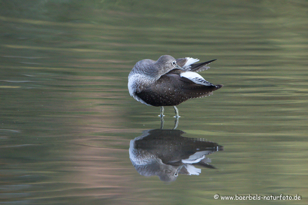 Waldwasserläufer