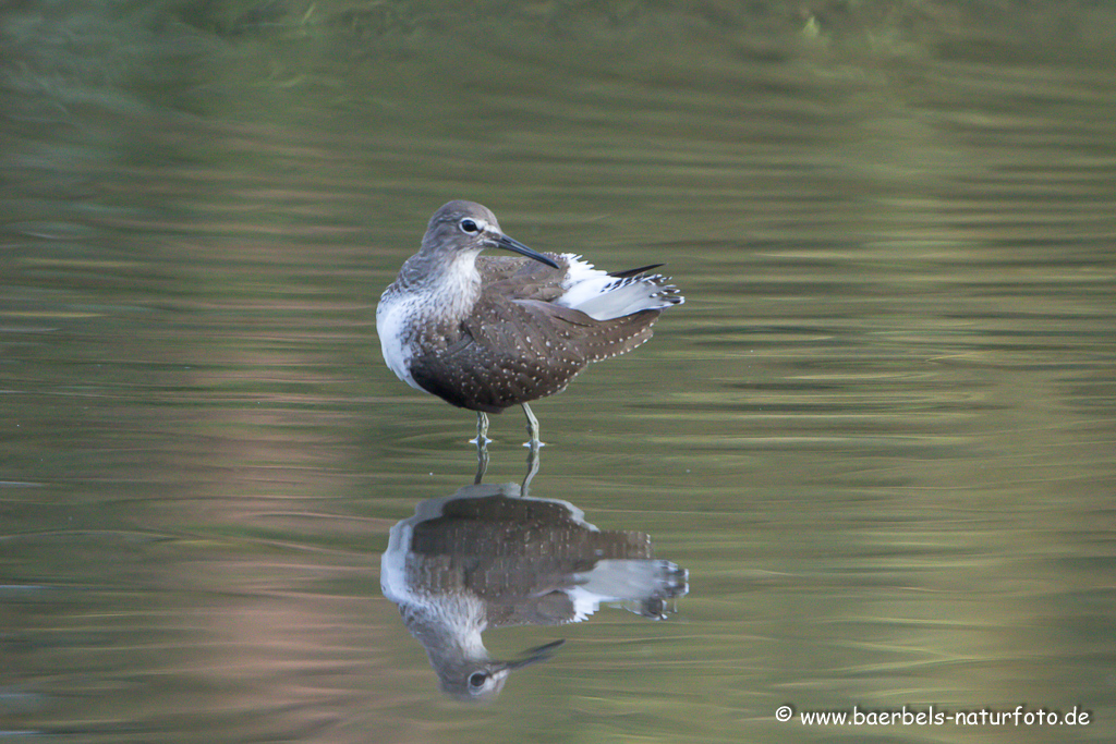 Waldwasserläufer