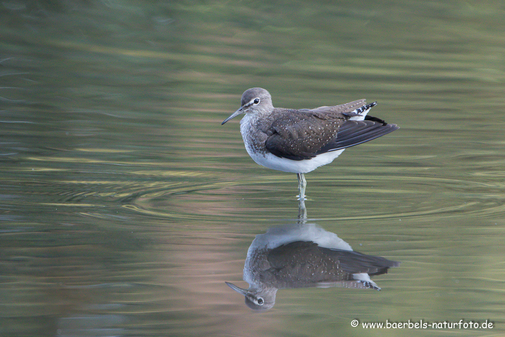 Waldwasserläufer