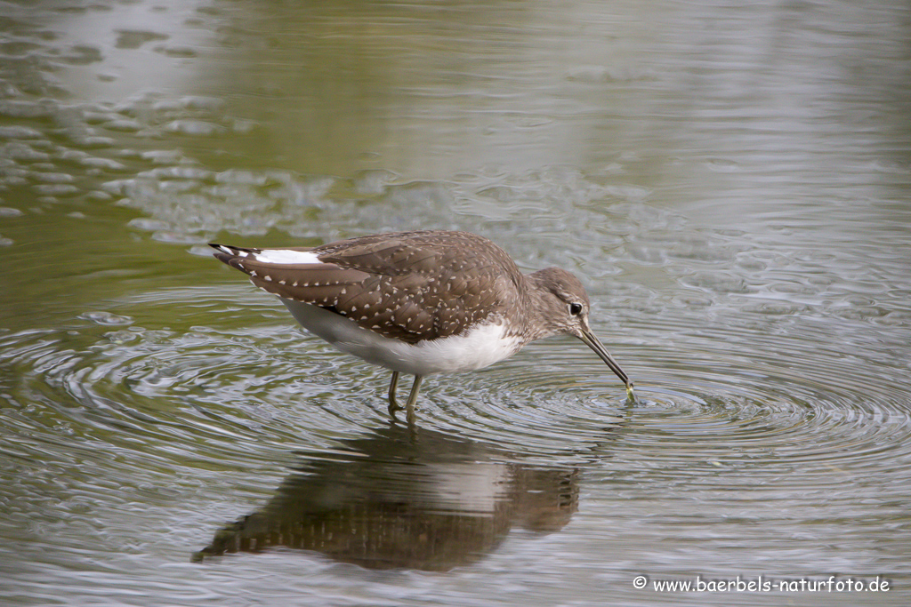 Waldwasserläufer