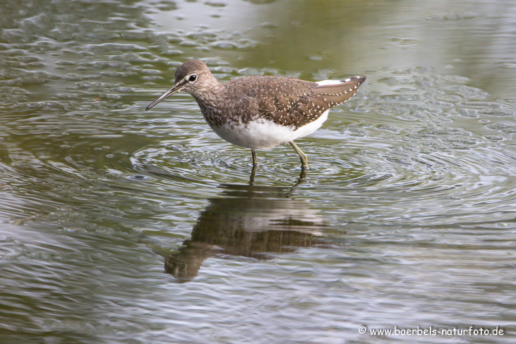 Waldwasserläufer