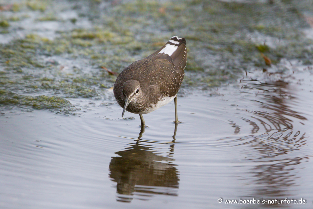 Waldwasserläufer