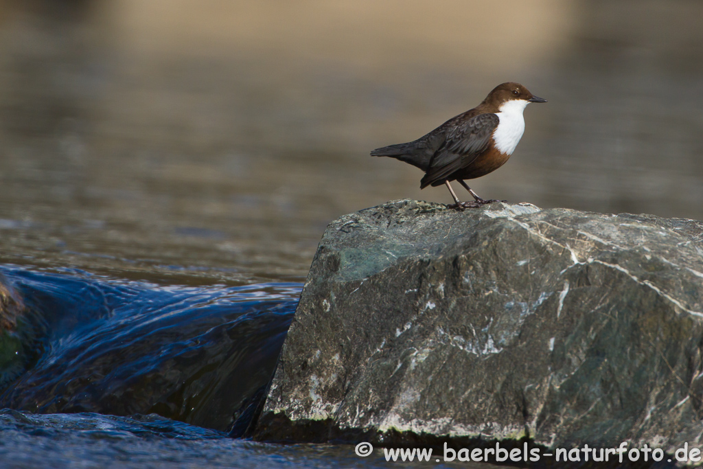 Wasseramsel