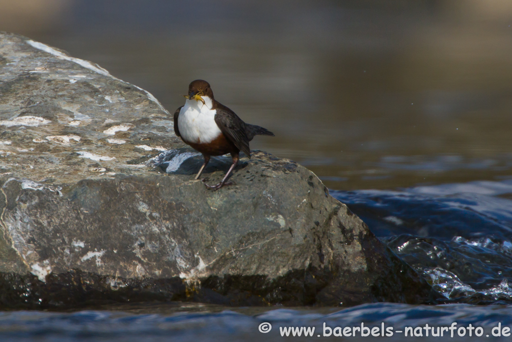 Wasseramsel