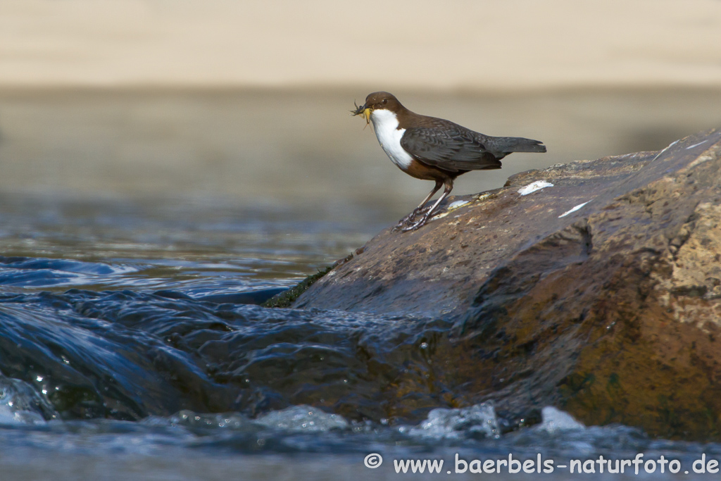 Wasseramsel