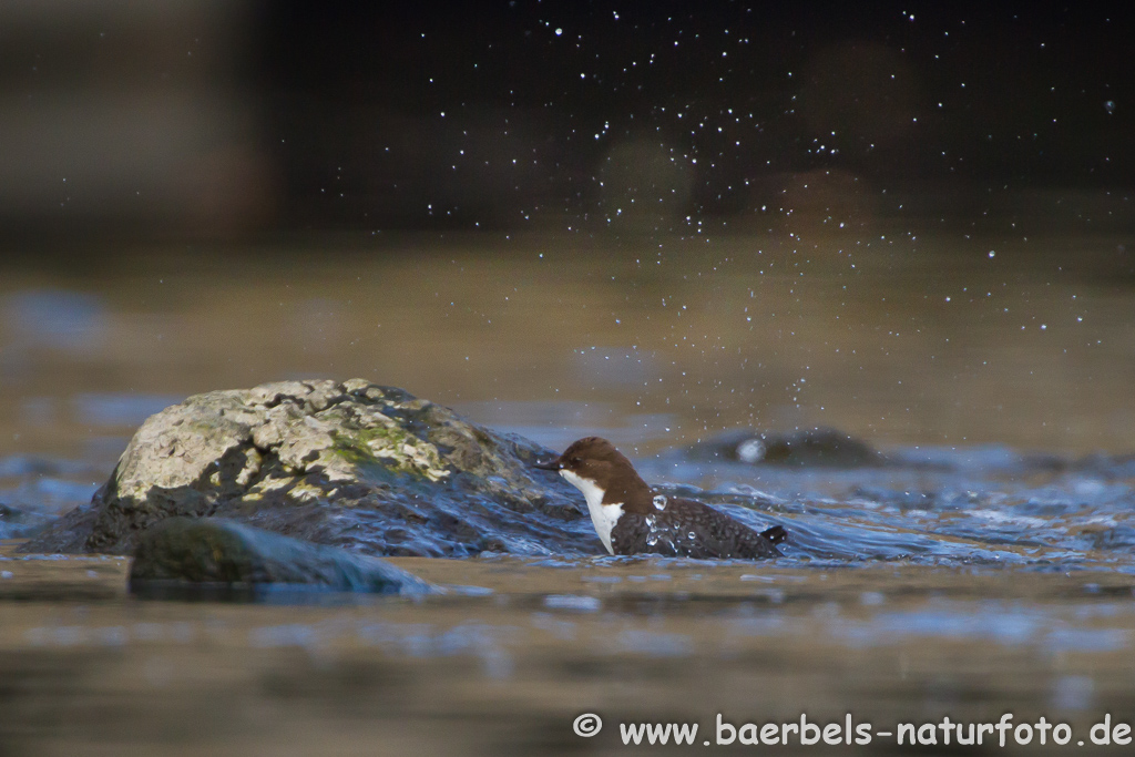 Wasseramsel