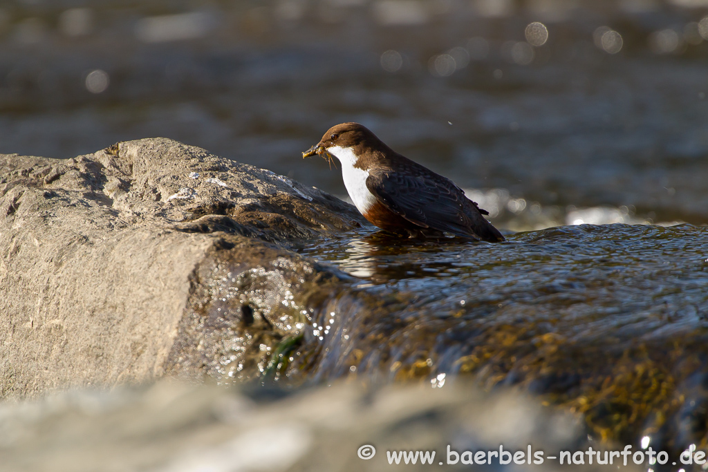 Wasseramsel