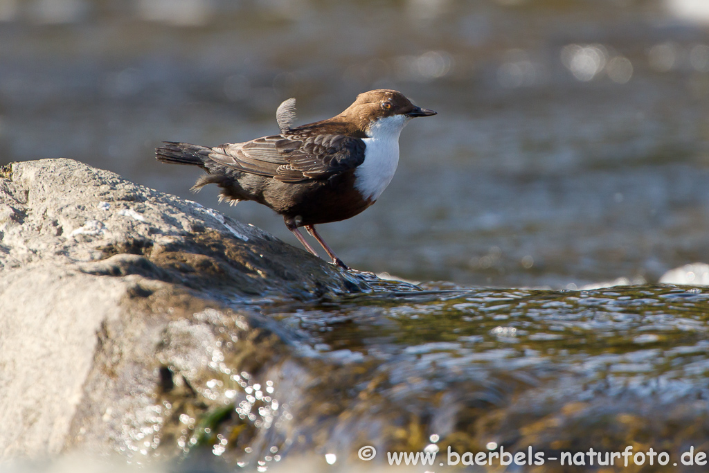 Wasseramsel