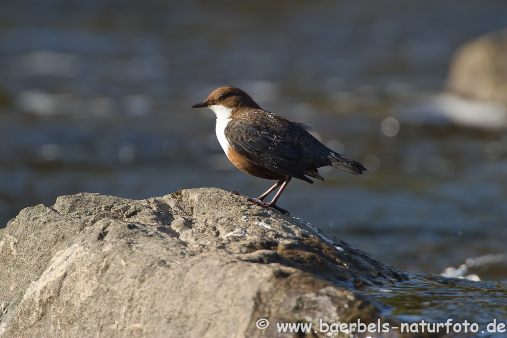 Wasseramsel