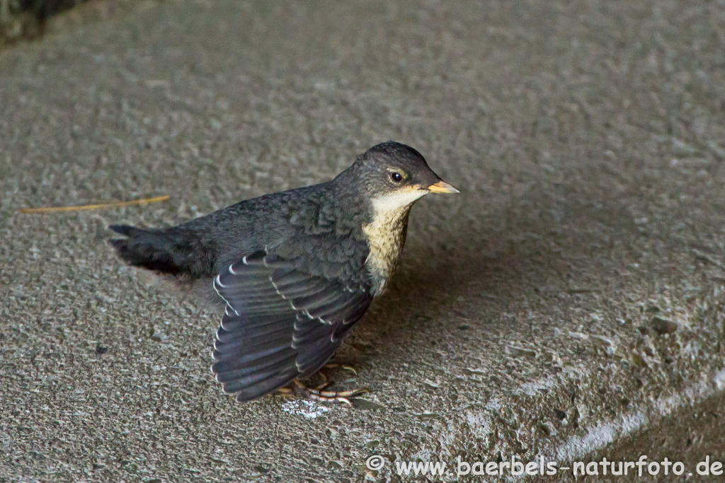 Wasseramsel