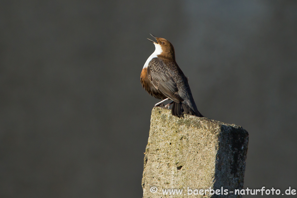 Wasseramsel