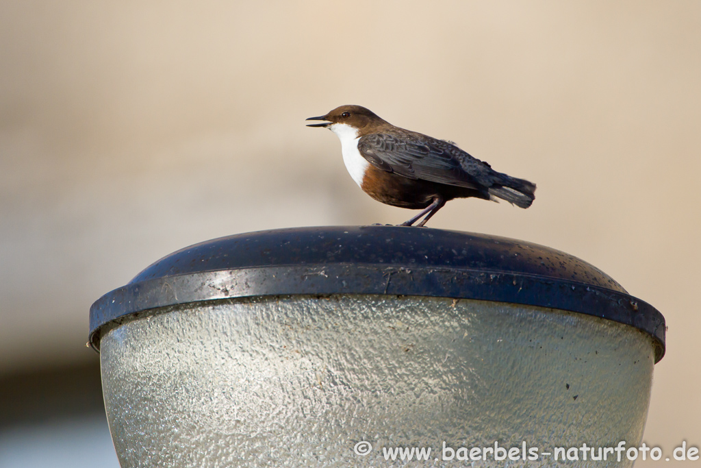 Wasseramsel