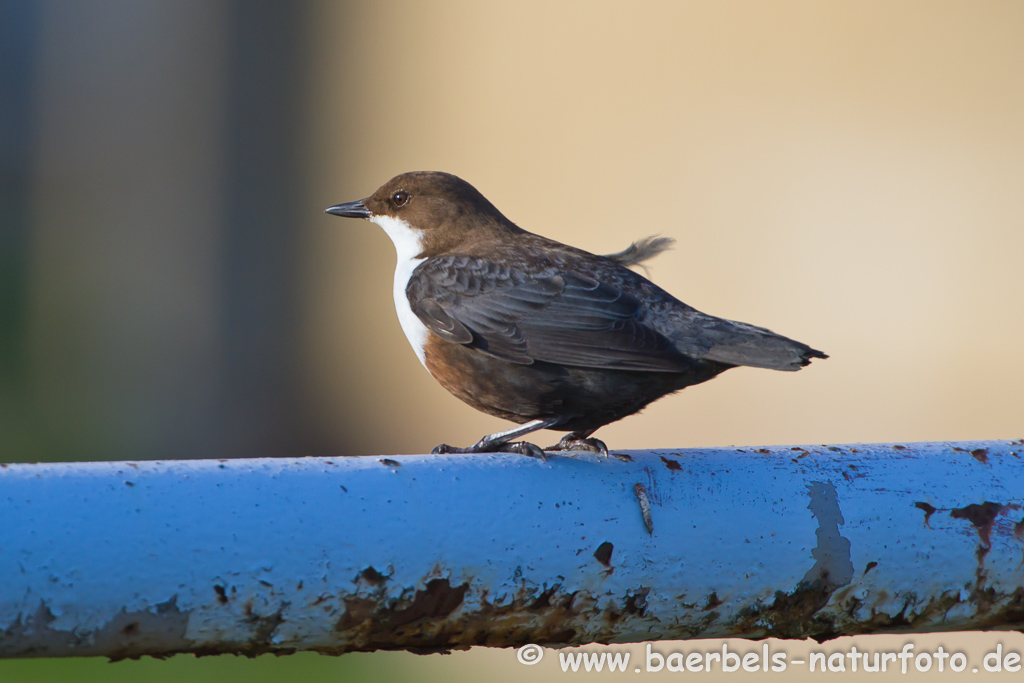 Wasseramsel