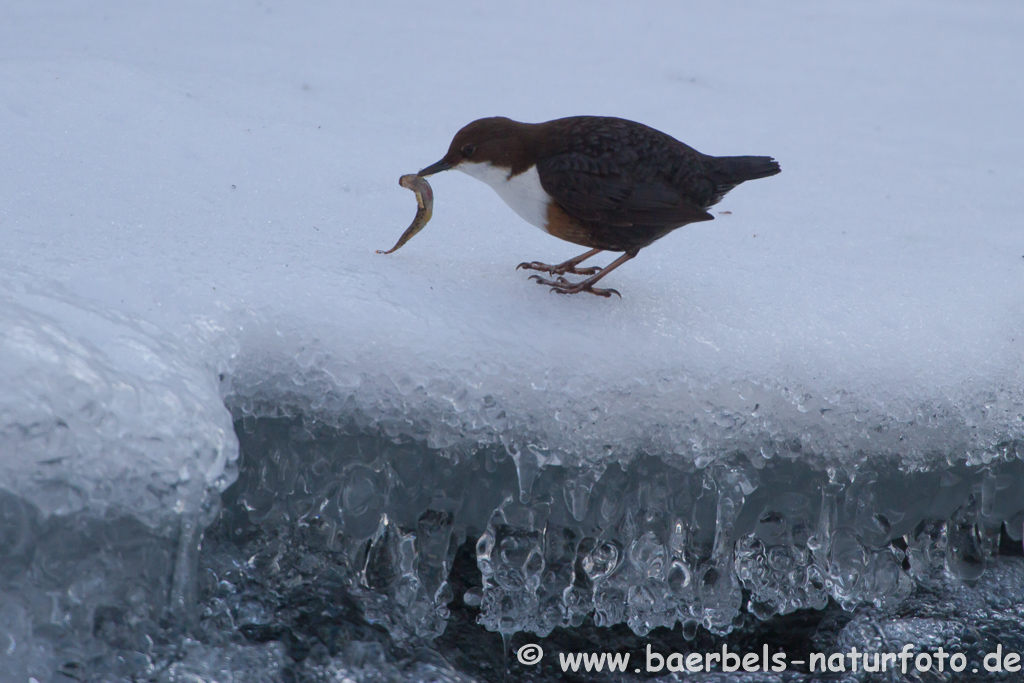 Wasseramsel