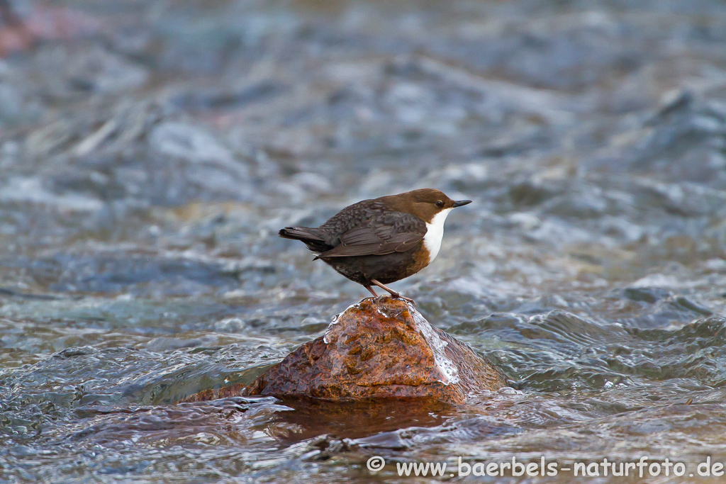 Wasseramsel