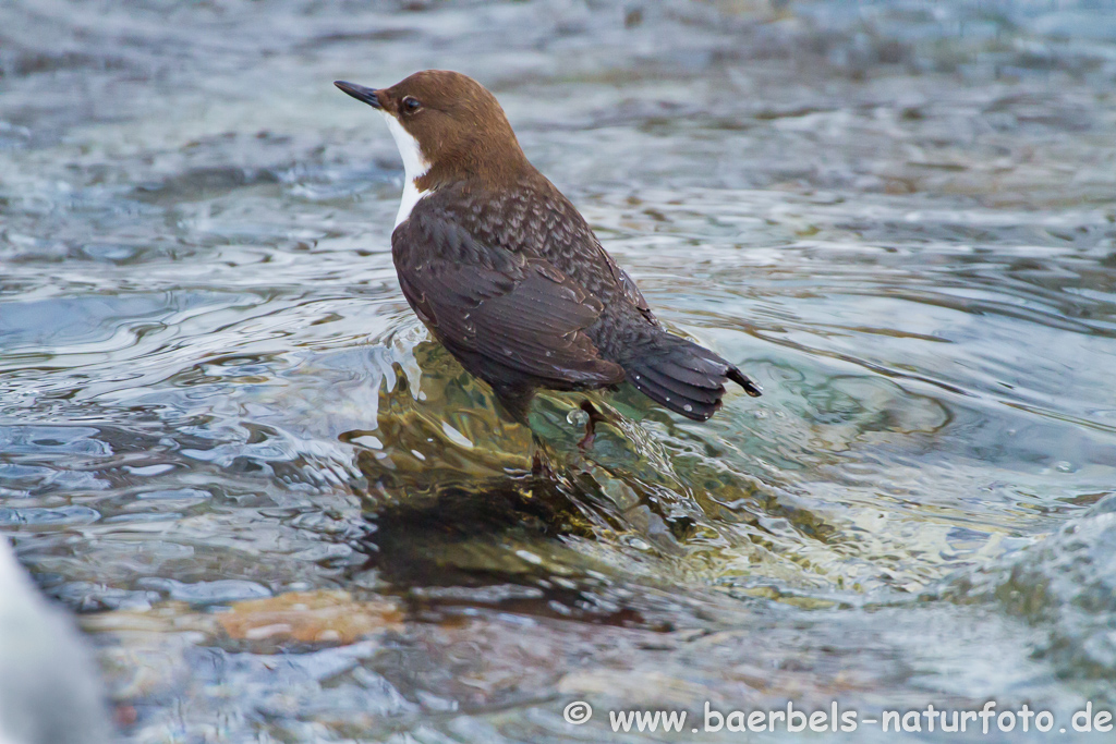 Wasseramsel