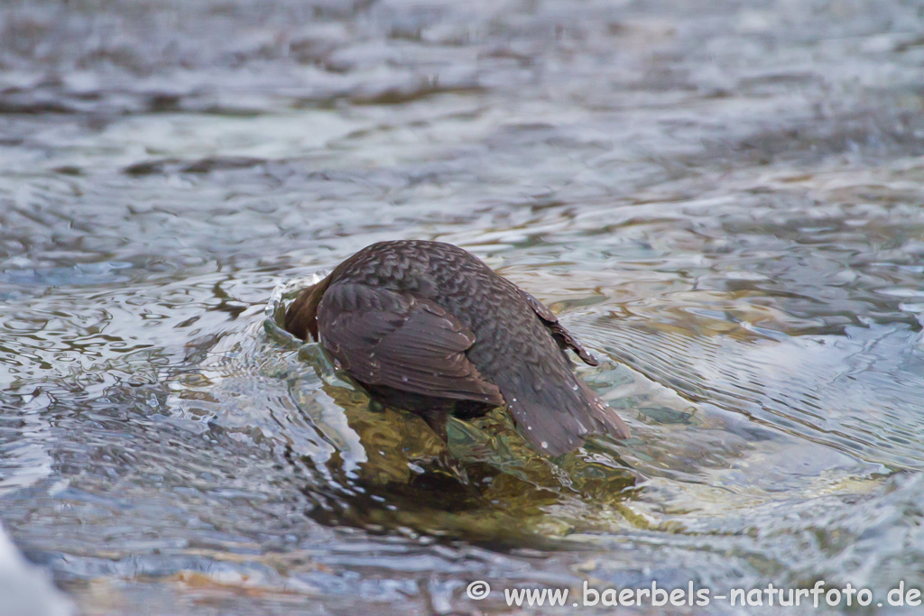 Wasseramsel