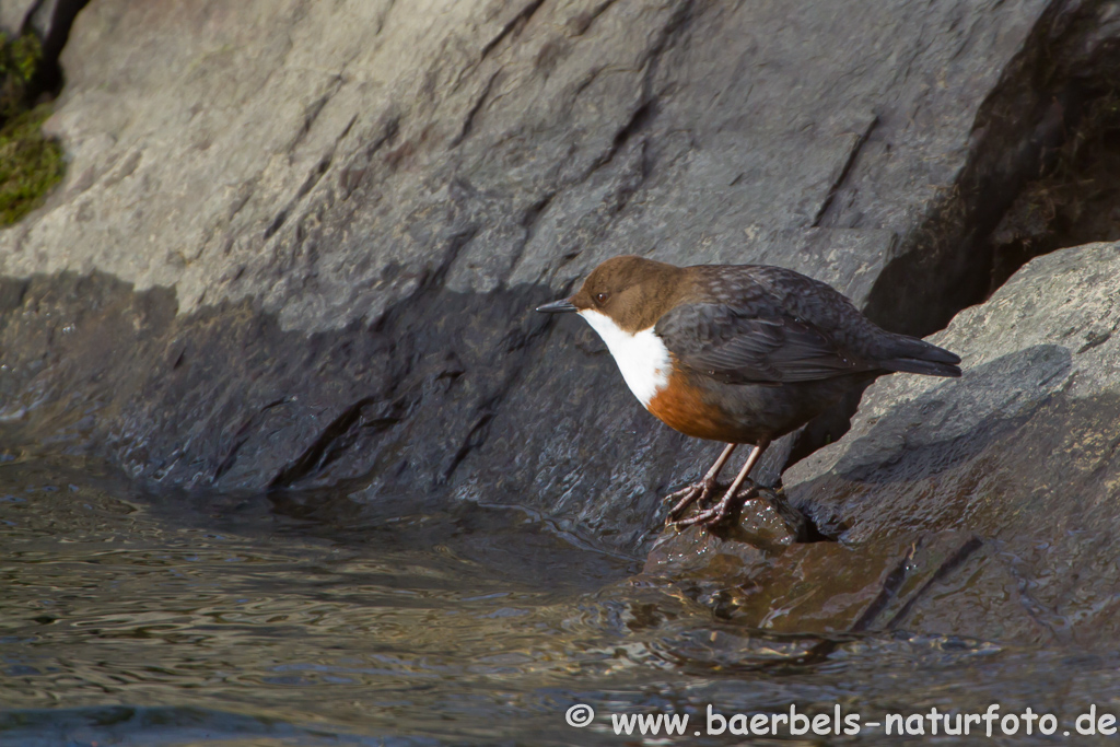 Wasseramsel