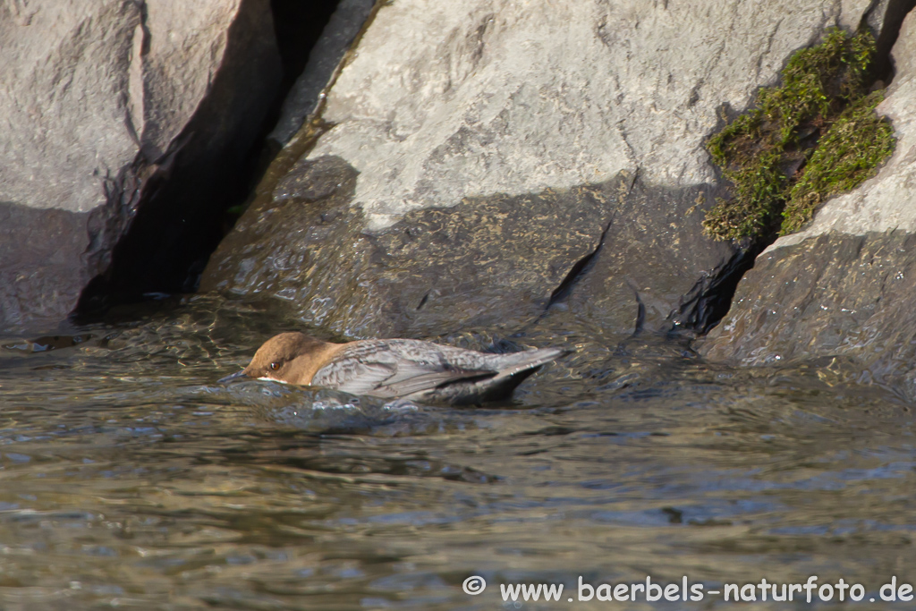 Wasseramsel