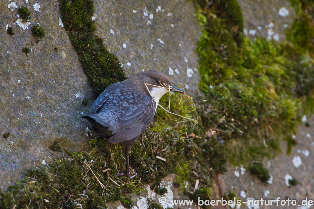 Wasseramsel