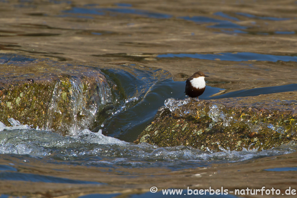 Wasseramsel