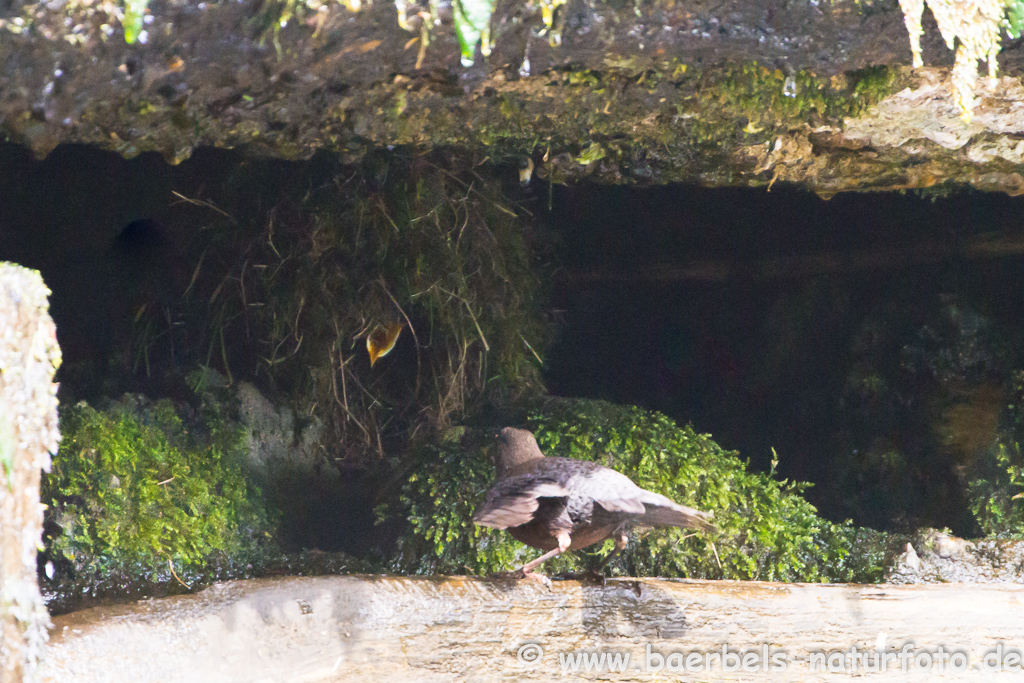 Wasseramsel