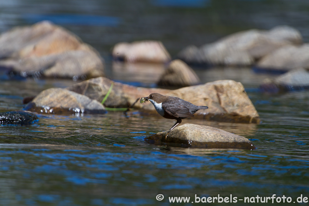 Wasseramsel