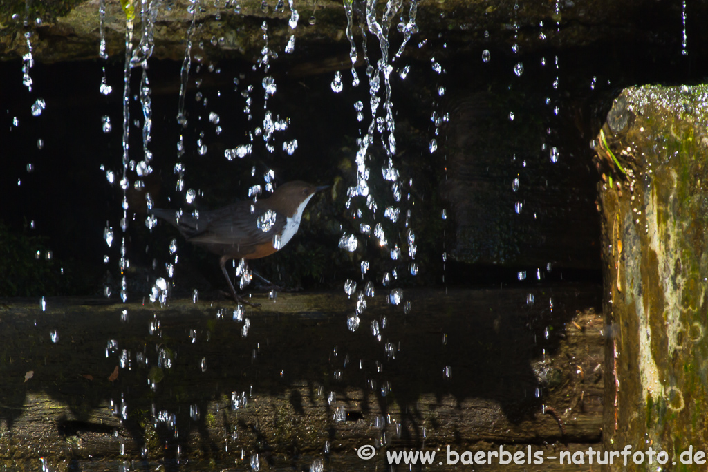 Wasseramsel