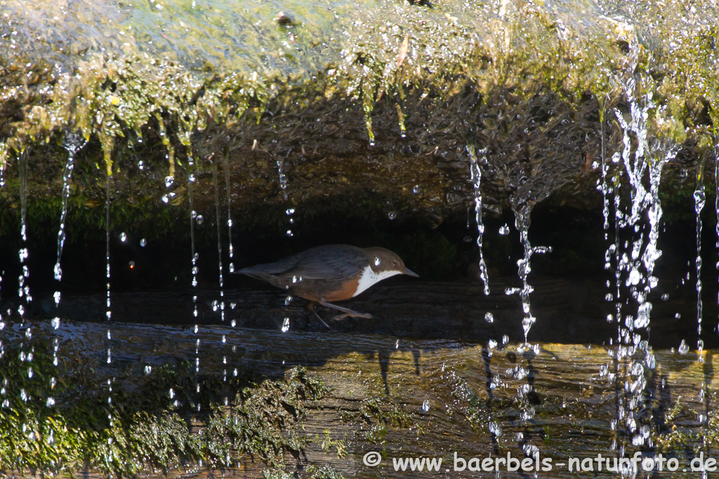 Wasseramsel