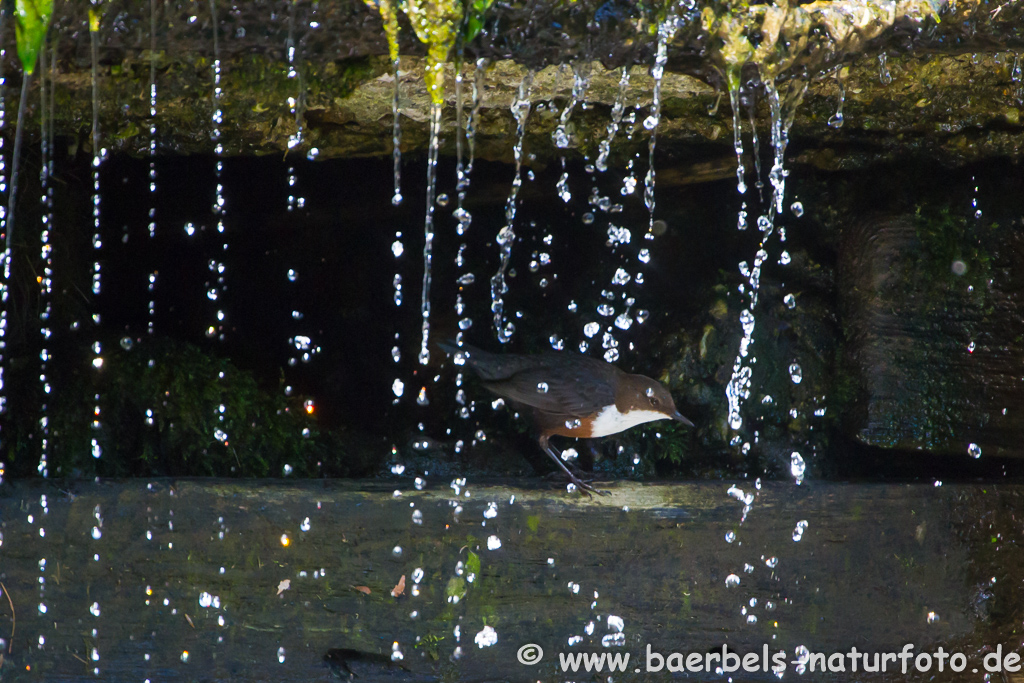 Wasseramsel