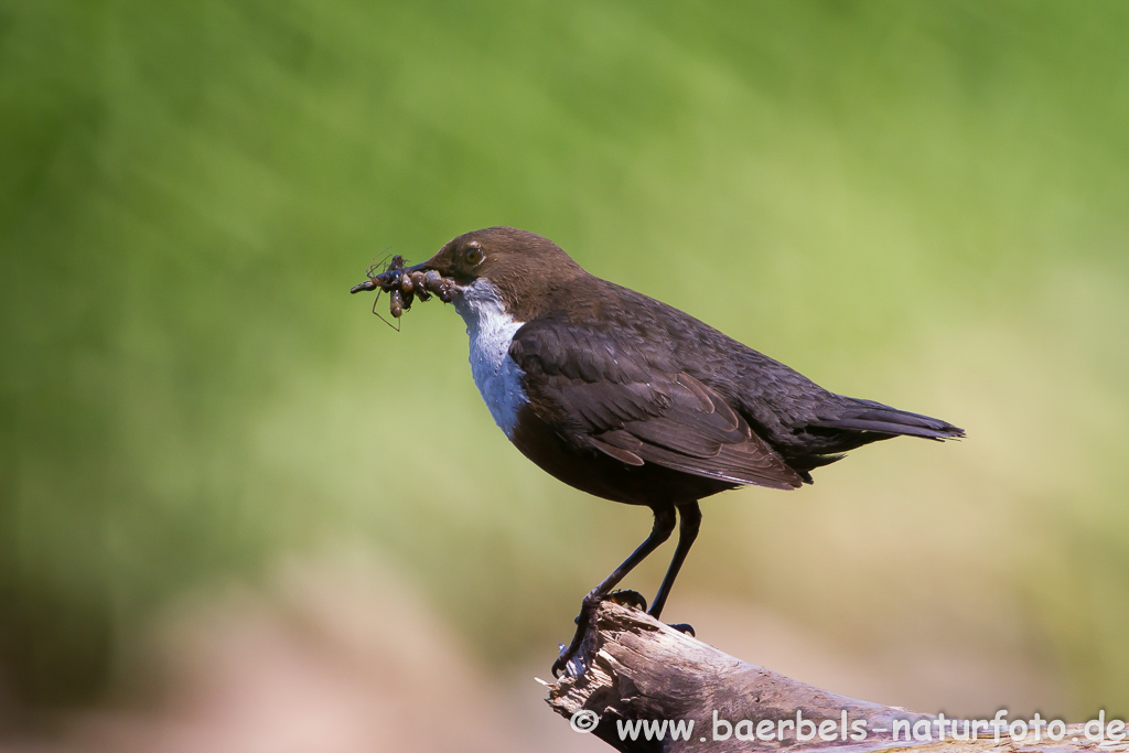 Wasseramsel