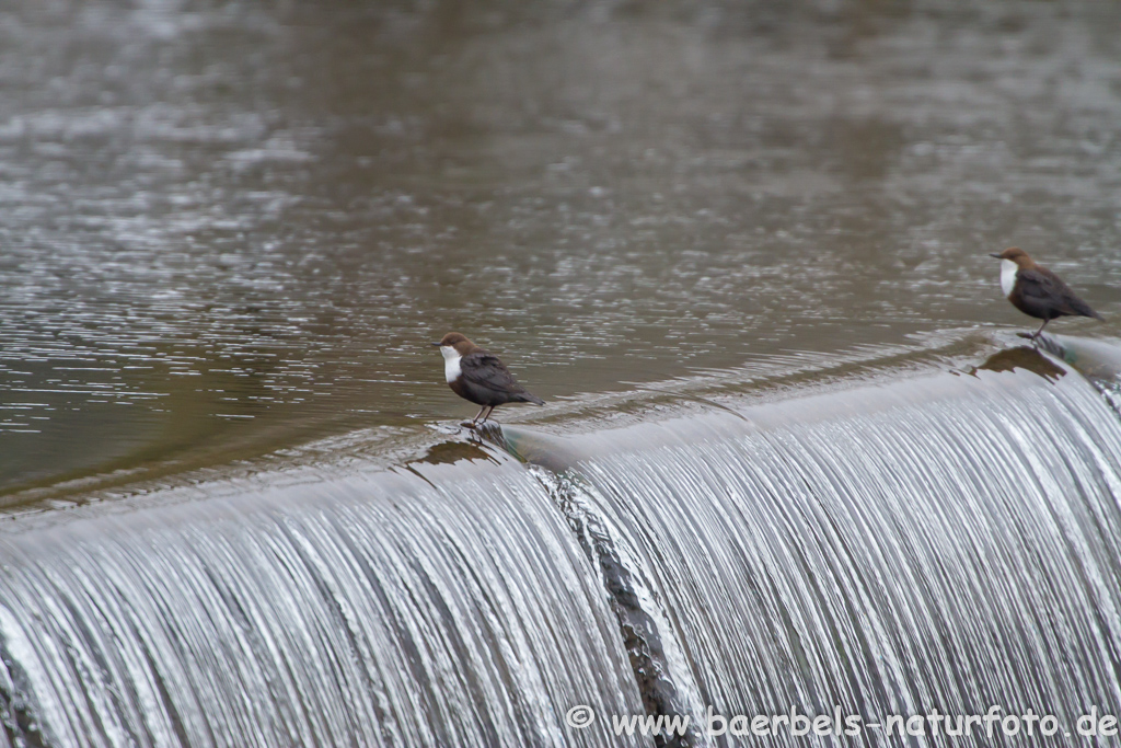 Wasseramsel