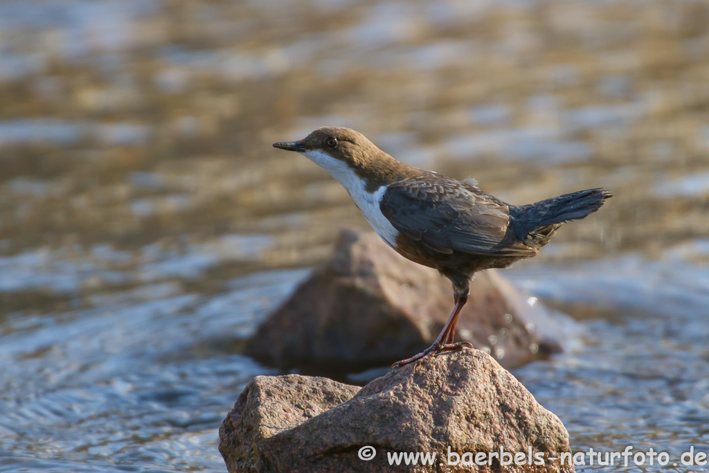 Wasseramsel