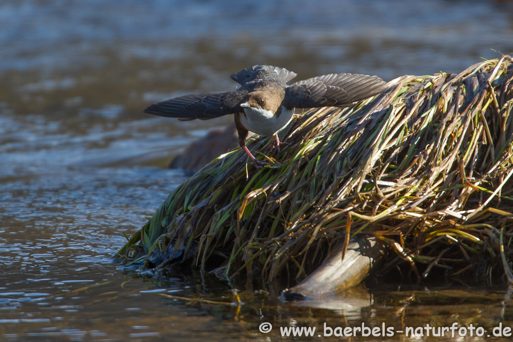 Wasseramsel