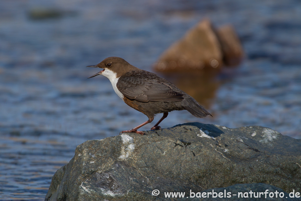 Wasseramsel