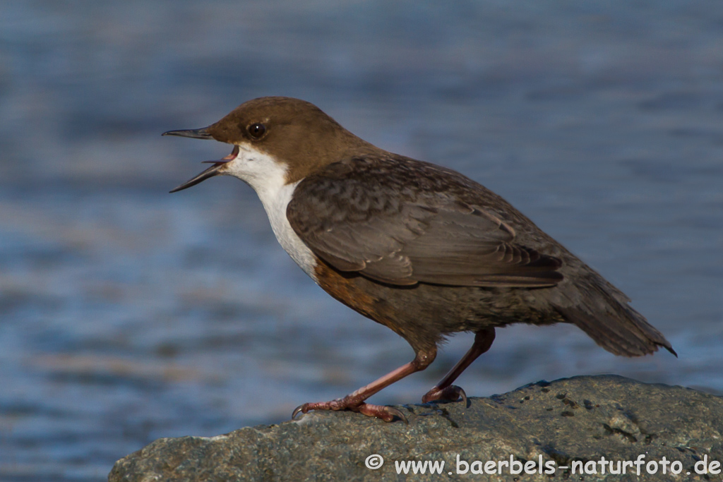 Wasseramsel