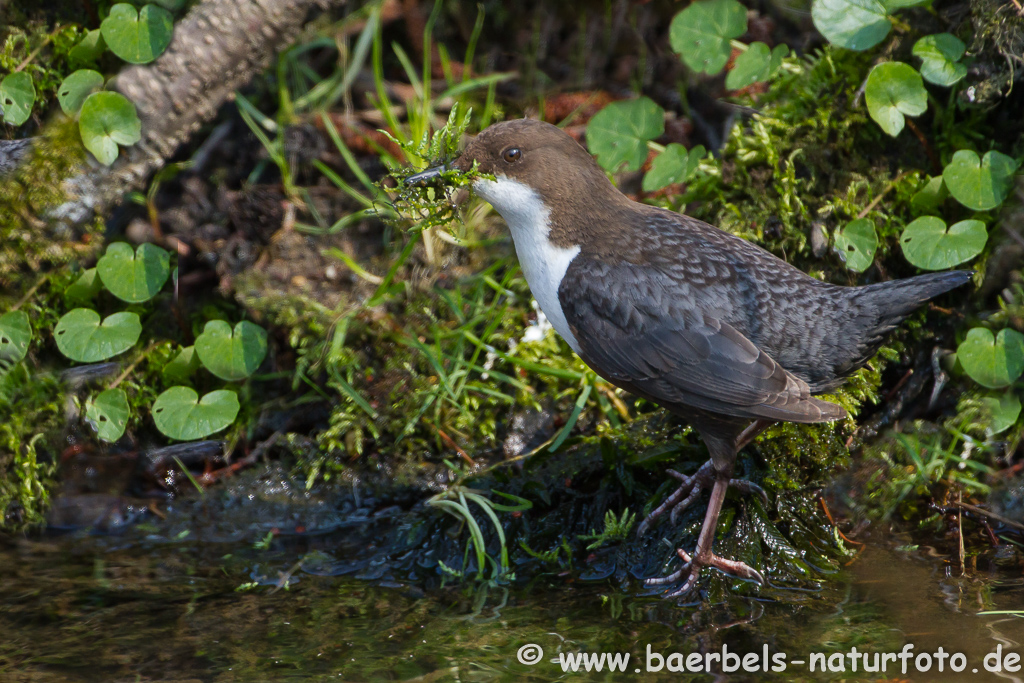 Wasseramsel