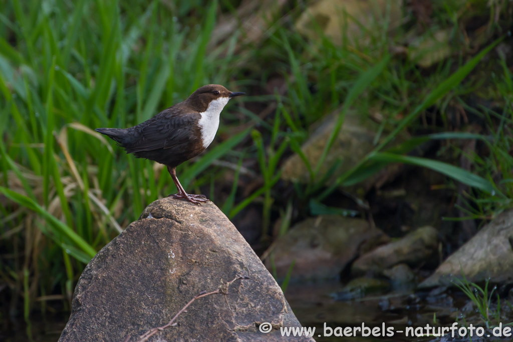 Wasseramsel