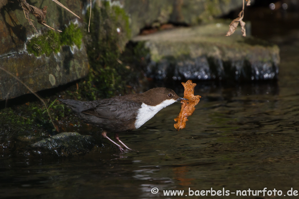 Wasseramsel