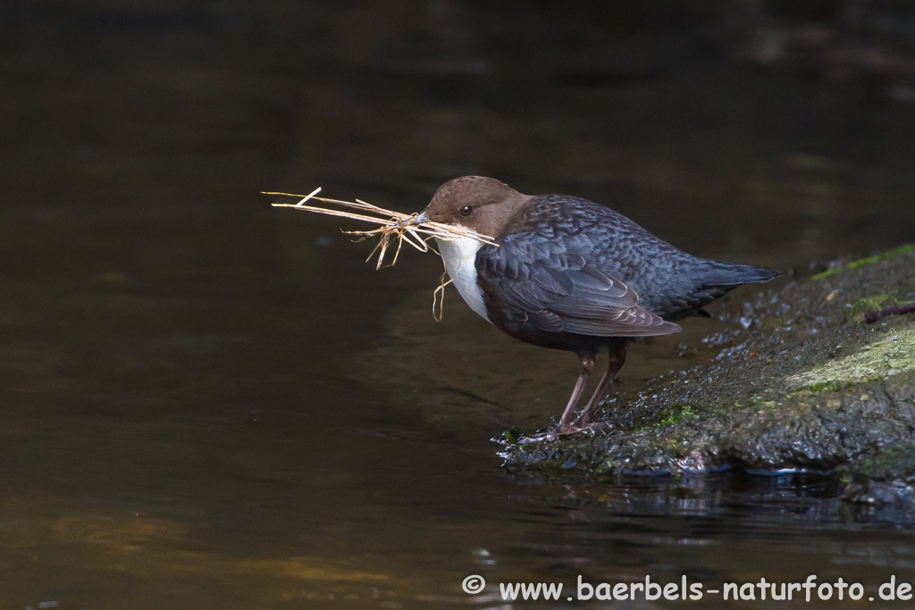 Wasseramsel