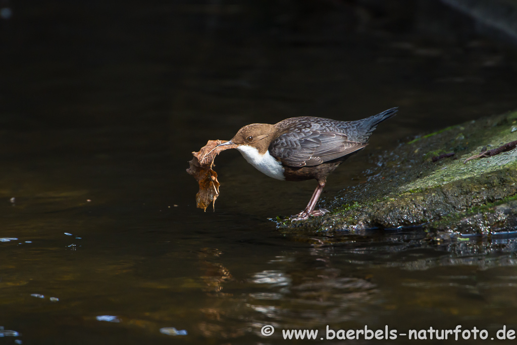 Wasseramsel