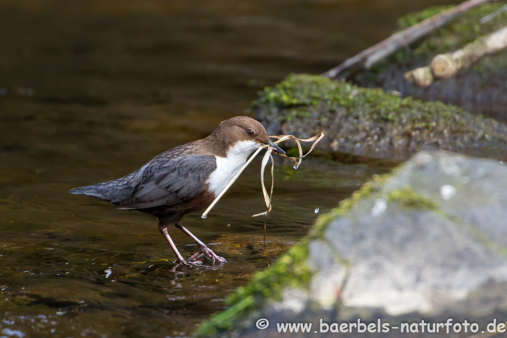 Wasseramsel